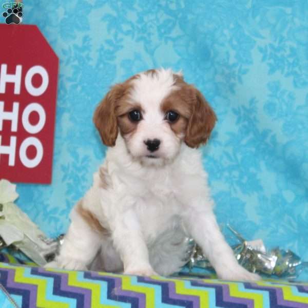 Peace, Cavapoo Puppy